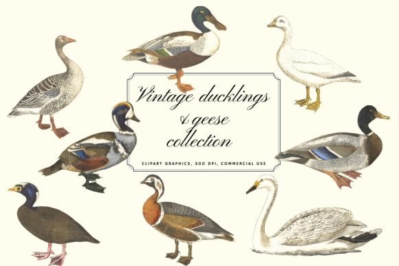 Charming Vintage Illustrations: The Ducklings and Geese Collection