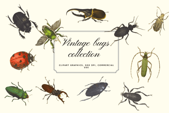 Rediscovering Charm: The Vintage Bugs Collection & Ladybug Graphics